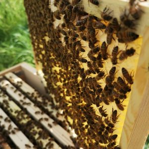 Vente De Matériels Et équipement D'apiculture